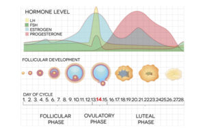 Ciclo hormonal